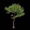 3d illustration of Neolamarckia cadamba tree isolated on black background