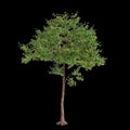 3d illustration of Neolamarckia cadamba tree isolated on black background