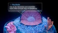 illustration of the nucleolus inside a cell nucleus in french Royalty Free Stock Photo