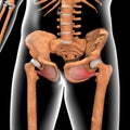 3d illustration of obturator externus muscles on xray body