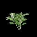 3d illustration of Pachysandra terminalis bush isolated on black background Royalty Free Stock Photo