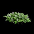 3d illustration of Pachysandra terminalis bush isolated on black background Royalty Free Stock Photo