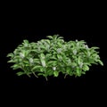 3d illustration of Pachysandra terminalis bush isolated on black background Royalty Free Stock Photo