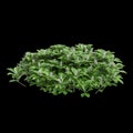 3d illustration of Pachysandra terminalis bush isolated on black background Royalty Free Stock Photo