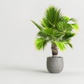 3d illustration of palm in concrete potted isolated on white background Royalty Free Stock Photo