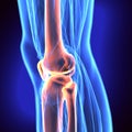 3D illustration of Patella - Part of Human Skeleton. Royalty Free Stock Photo