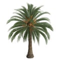 3d illustration of phoenix canariensis palm isolated on white background
