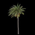 3d illustration of Phoenix dactylifera tree isolated on black background