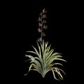 3d illustration of Phormium tenax bush isolated on black background Royalty Free Stock Photo