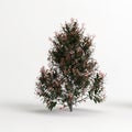 3d illustration of photinia x fraseri red Robin tree isolated on white background