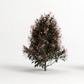 3d illustration of photinia x fraseri red Robin tree isolated on white background