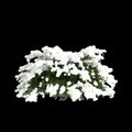 3d illustration of Picea abies Nidiformis snow covered tree isolated on black background