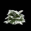 3d illustration of Picea abies Nidiformis snow covered tree isolated on black background