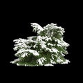 3d illustration of Picea abies Nidiformis snow covered tree isolated on black background