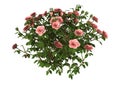 3D Illustration Pink Rose Bush on White Royalty Free Stock Photo