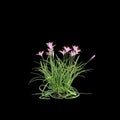 3d illustration of pink Zephyranthes bush isolated on black baclground