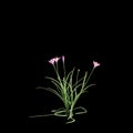 3d illustration of pink Zephyranthes bush isolated on black baclground