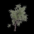 3d illustration of Pinus monophylla tree isolated on black background Royalty Free Stock Photo