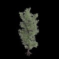 3d illustration of Pinus monophylla tree isolated on black background Royalty Free Stock Photo