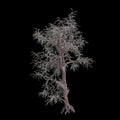 3d illustration of Pinus monophylla tree isolated on black background Royalty Free Stock Photo