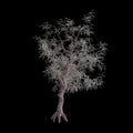 3d illustration of Pinus monophylla tree isolated on black background Royalty Free Stock Photo