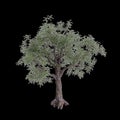 3d illustration of Pinus monophylla tree isolated on black background Royalty Free Stock Photo