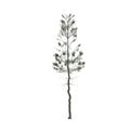 3d illustration of pinus strobus tree isolated on white background Royalty Free Stock Photo