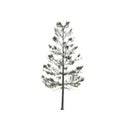 3d illustration of pinus strobus tree isolated on white background Royalty Free Stock Photo