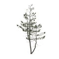 3d illustration of pinus strobus tree isolated on white background Royalty Free Stock Photo