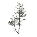 3d illustration of pinus strobus tree isolated on white background Royalty Free Stock Photo