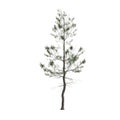 3d illustration of pinus strobus tree isolated on white background Royalty Free Stock Photo