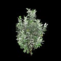 3d illustration of Pittosporum crassifolium tree isolated on black background