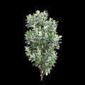 3d illustration of Pittosporum crassifolium tree isolated on black background