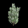 3d illustration of Pittosporum crassifolium tree isolated on black background