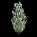 3d illustration of Pittosporum crassifolium tree isolated on black background