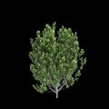3d illustration of Pittosporum tenuifolium tree isolated on black background