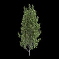 3d illustration of Pittosporum tenuifolium tree isolated on black background