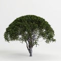 3d illustration of pittosporum tobira tree isolated on white background