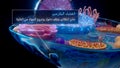 illustration of the plasma membrane surrounding a cell in arabic Royalty Free Stock Photo