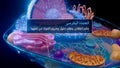 illustration of the plasma membrane surrounding a cell in arabic Royalty Free Stock Photo