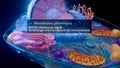 illustration of the plasma membrane surrounding a cell in french Royalty Free Stock Photo