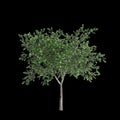 3d illustration of Platanus acerifolia tree isolated on black background