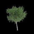 3d illustration of Platanus acerifolia tree isolated on black background