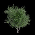 3d illustration of Platanus acerifolia tree isolated on black background