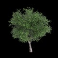 3d illustration of Platanus acerifolia tree isolated on black background