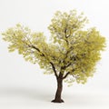 3d illustration of Populus fremontii tree isolated on white bachground