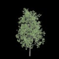 3d illustration of Populus tremula tree isolated on black background