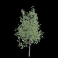 3d illustration of Populus tremula tree isolated on black background