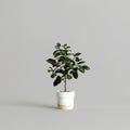 3d illustration of potted ficus isolated on white background