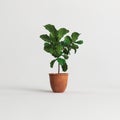 3d illustration of potted ficus isolated on white background